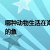 哪种动物生活在海里是真正的鱼 什么动物生活在海里是正真的鱼
