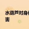 水葫芦对身体有什么危害 水葫芦的作用与危害