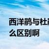 西洋鹃与杜鹃有什么区别 西洋鹃与杜鹃有什么区别啊