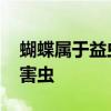 蝴蝶属于益虫还是害虫 蝴蝶到底是益虫还是害虫
