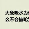 大象吸水为什么不会被呛到 大象吸水时为什么不会被呛到	
