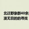 北迁野象群40余天路程达400公里 40余天路程达400公里，漫无目的的寻找“出路”