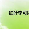 红叶李可以吃吗 红叶李的果子能吃吗