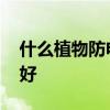 什么植物防电脑辐射 防电脑辐射哪种植物最好