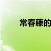 常春藤的养殖方法 常春藤怎么养殖