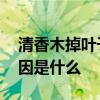 清香木掉叶子什么原因 清香木掉叶子什么原因是什么