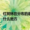 红树林在分布的最北地带是哪里 红树林在分布的最北地带在什么地方