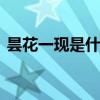 昙花一现是什么意思 昙花一现的意思是什么