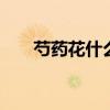 芍药花什么时候开 芍药花的开花时间