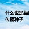 什么也是靠风的力量传播种子 什么东西靠风传播种子
