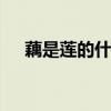 藕是莲的什么部位 藕是莲花的根还是茎