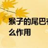猴子的尾巴有什么作用 猴子的尾巴到底有什么作用