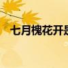 七月槐花开是什么意思 七月槐花开的含义