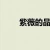 紫薇的品种有哪些 紫薇有哪些品种