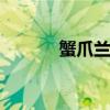 蟹爪兰怎么种植 蟹爪兰怎么种