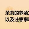 茉莉的养殖方法和注意事项 茉莉的养殖方法以及注意事项