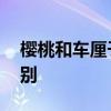 樱桃和车厘子有什么区别 樱桃和车厘子的区别