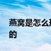 燕窝是怎么形成的 燕窝是什么东西怎么形成的