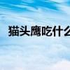 猫头鹰吃什么 猫头鹰吃什么东西作为食物 