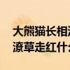 大熊猫长相潦草走红是怎么回事 大熊猫长相潦草走红什么情况