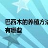 巴西木的养殖方法和注意事项 巴西木的养殖方法和注意事项有哪些