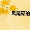 凤尾菇的家常做法 凤尾菇汤的做法