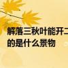 解落三秋叶能开二月花写的是什么 解落三秋叶能开二月花写的是什么景物