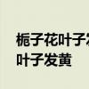 栀子花叶子发黄是什么原因 为什么栀子花的叶子发黄