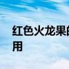 红色火龙果的功效 红色火龙果有什么养生作用