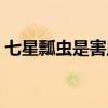 七星瓢虫是害虫还是益虫 七星瓢虫是益虫吗 