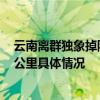 云南离群独象掉队12公里是怎么回事 云南离群独象掉队12公里具体情况