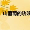 山葡萄的功效和作用  山葡萄根功效与用法 