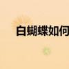 白蝴蝶如何养殖？ 白蝴蝶如何养殖养护