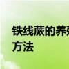 铁线蕨的养殖方法和注意事项 铁线蕨的养殖方法