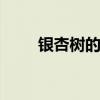 银杏树的特点 银杏树的特点有哪些