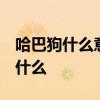 哈巴狗什么意思比喻什么人  哈巴狗的意思是什么