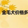 金毛犬价格多少钱一只 金毛犬大概多少一只