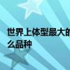世界上体型最大的海龟是什么龟 世界上体型最大的海龟是什么品种
