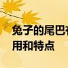 兔子的尾巴有什么作用 兔子的尾巴有什么作用和特点