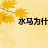 水马为什么叫水马 水马是什么意思