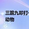 三跪九叩打一生肖 三跪九叩打一生肖是什么动物