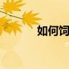 如何饲养鸽子 如何养鸽子技术