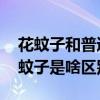 花蚊子和普通蚊子有什么区别 花蚊子和普通蚊子是啥区别