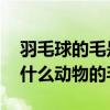 羽毛球的毛是用什么毛做的 羽毛球上的毛是什么动物的毛