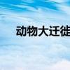 动物大迁徙在哪个 非洲动物大迁徙时间