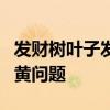 发财树叶子发黄怎么办 4招教你解决发财树叶黄问题