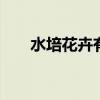 水培花卉有哪些 水培花卉有哪些种类