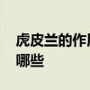 虎皮兰的作用和功效 虎皮兰的作用和功效有哪些 
