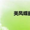 美凤蝶的特点 美凤蝶的形态特征