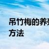 吊竹梅的养殖方法和注意事项 吊竹梅的养殖方法